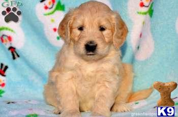 Goldendoodles Puppies