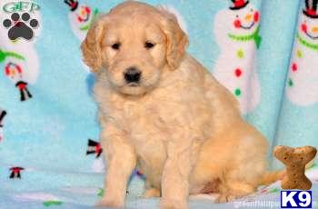 Goldendoodles Puppies