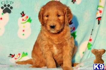 Goldendoodles Puppies