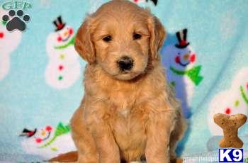 Goldendoodles Puppies