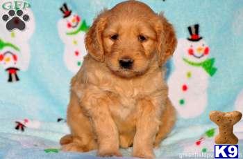 Goldendoodles Puppies