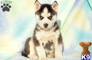Siberian Husky Puppies