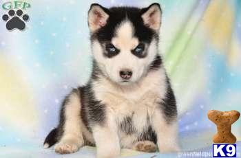 Siberian Husky Puppies