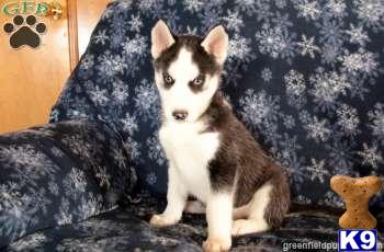 Siberian Husky Puppies