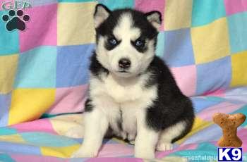 Siberian Husky Puppies