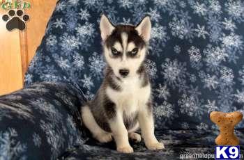Siberian Husky Puppies