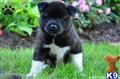 Akita