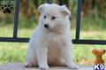 American Eskimo Dog