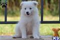 American Eskimo Dog