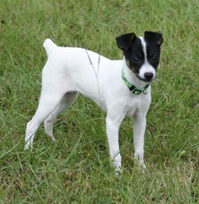 Rat Terrier Puppies for Sale
