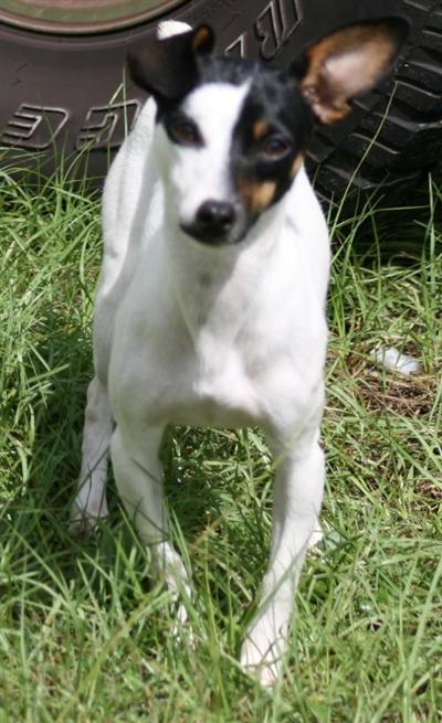 Dogs - Rat Terrier