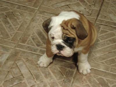 English Bulldog Puppies in FL