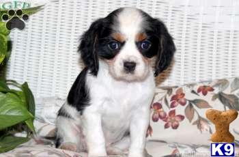 Cavalier King Charles Spaniel Puppies