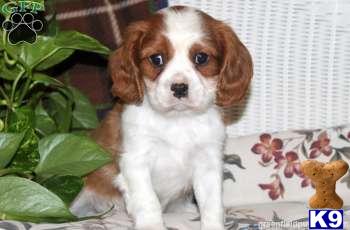 Cavalier King Charles Spaniel Puppies