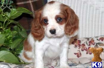 Cavalier King Charles Spaniel Puppies