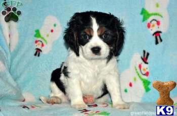 Puppies in PA