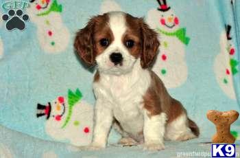 Cavalier King Charles Spaniel Puppies