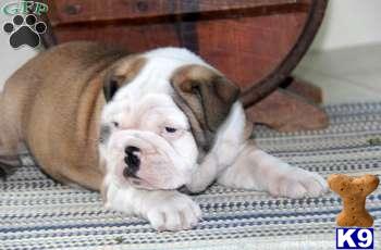 English Bulldog Puppies