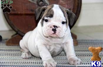 Puppies in PA