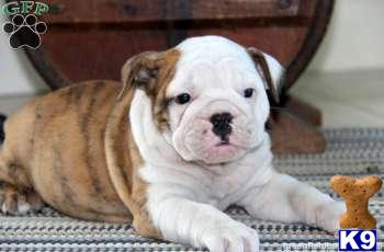 Puppies in PA