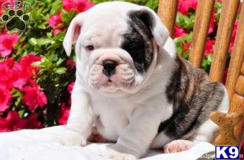 English Bulldog Puppies