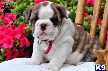 English Bulldog Puppies