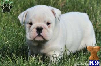 English Bulldog Puppies