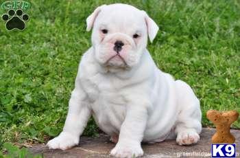 English Bulldog Puppies