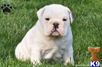English Bulldog Puppies