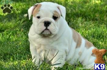 English Bulldog Puppies
