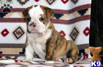 English Bulldog Puppies