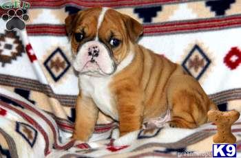 English Bulldog Puppies