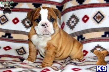 English Bulldog Puppies