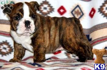 English Bulldog Puppies