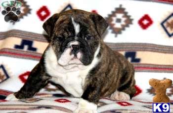 English Bulldog Puppies