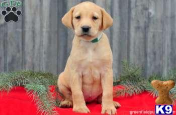 Puppies in PA