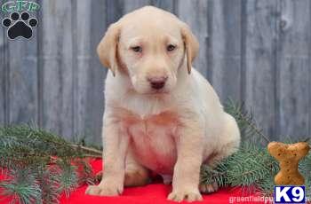 Labrador Retriever Puppies