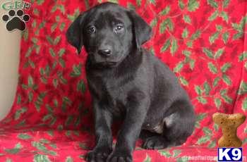 Labrador Retriever Puppies