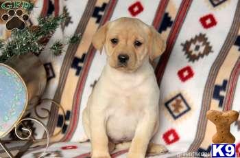 Puppies in PA