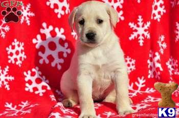 Puppies in PA