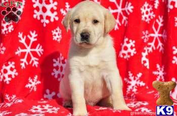 Puppies in PA