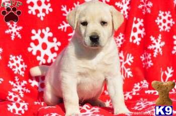 Labrador Retriever Puppies