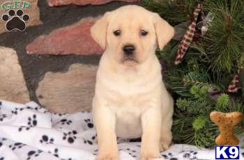 Puppies in PA