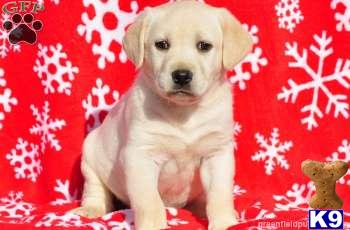Puppies in PA