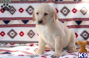 Labrador Retriever Puppies
