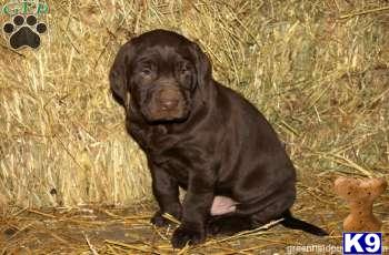 Labrador Retriever Puppies