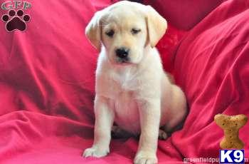 Labrador Retriever Puppies