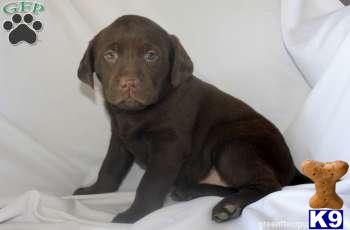 Labrador Retriever Puppies