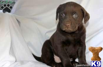 Labrador Retriever Puppies