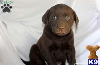 Labrador Retriever Puppies